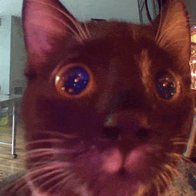 cat closeup